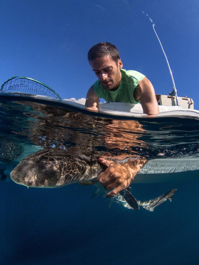 Andrew Nosal releasing a leopard shark. Credit: Kyle McBurnie