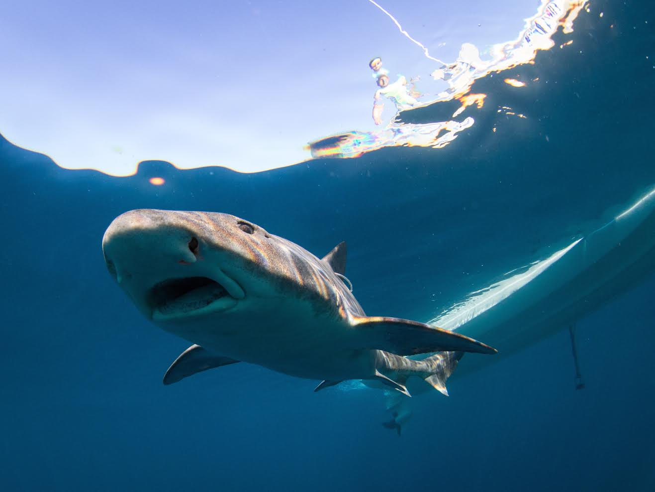 A leopard shark after it's released. Credit: Kyle McBurnie