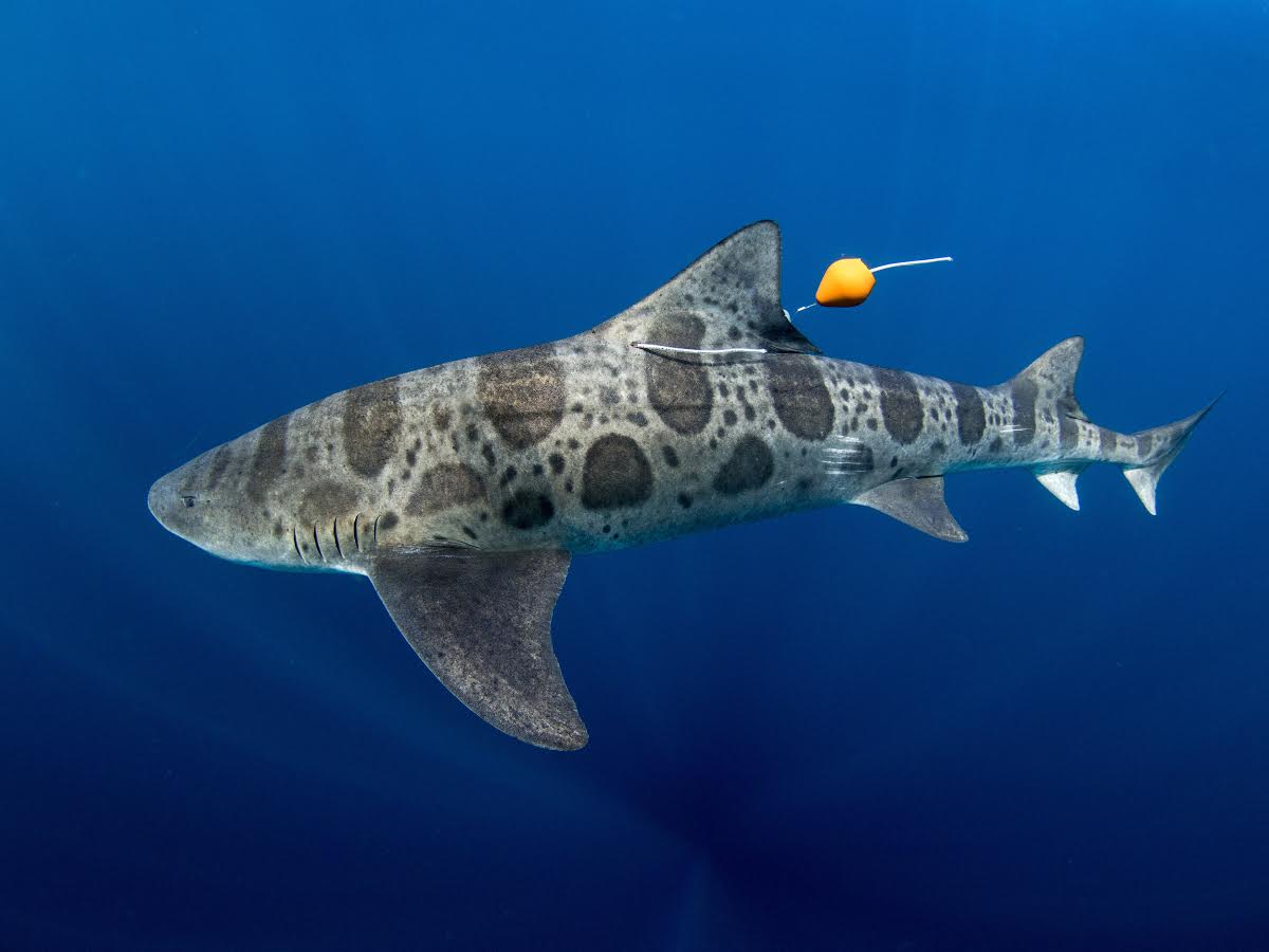 A leopard shark tagged with a radio transmitter. Credit: Kyle McBurnie