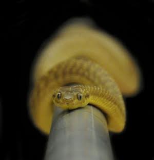 A brown tree snakes climbs up a slick pole. Credit: Bruce Jayne