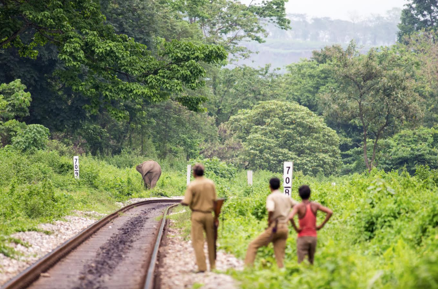 People track an elephant along the Jalpaiguri line in North Bengal. Credit: Aditya Panda