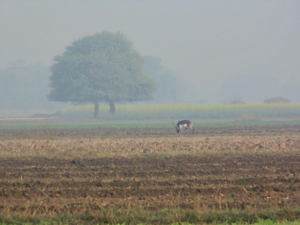 Blackbucks (shown here in a field in Etawah, Uttar Pradesh) often feed in cultivated fields, causing crop damage. Credit: Neha Sinha