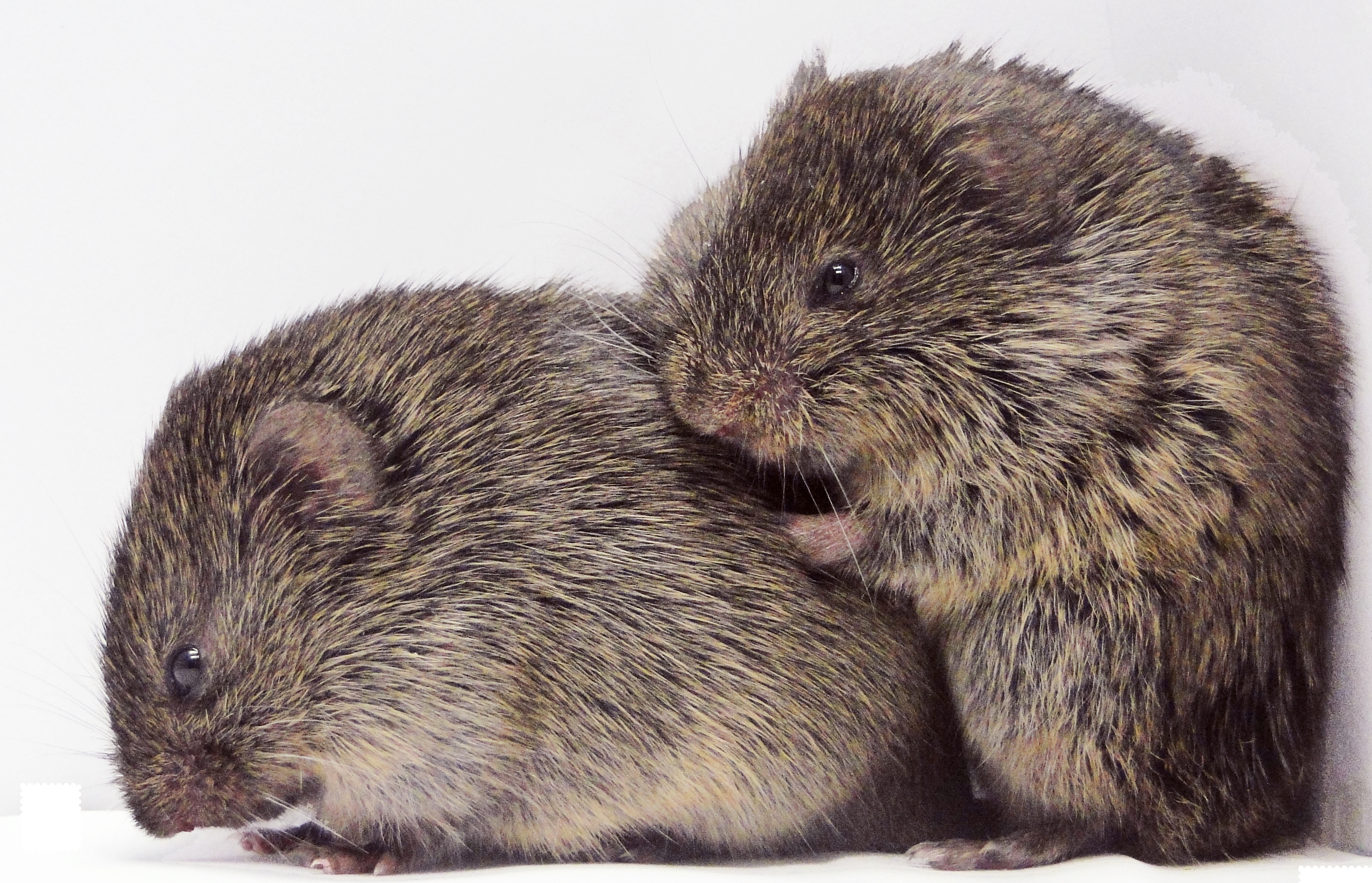A prairie vole consoles another. Credit: Zack Johnson