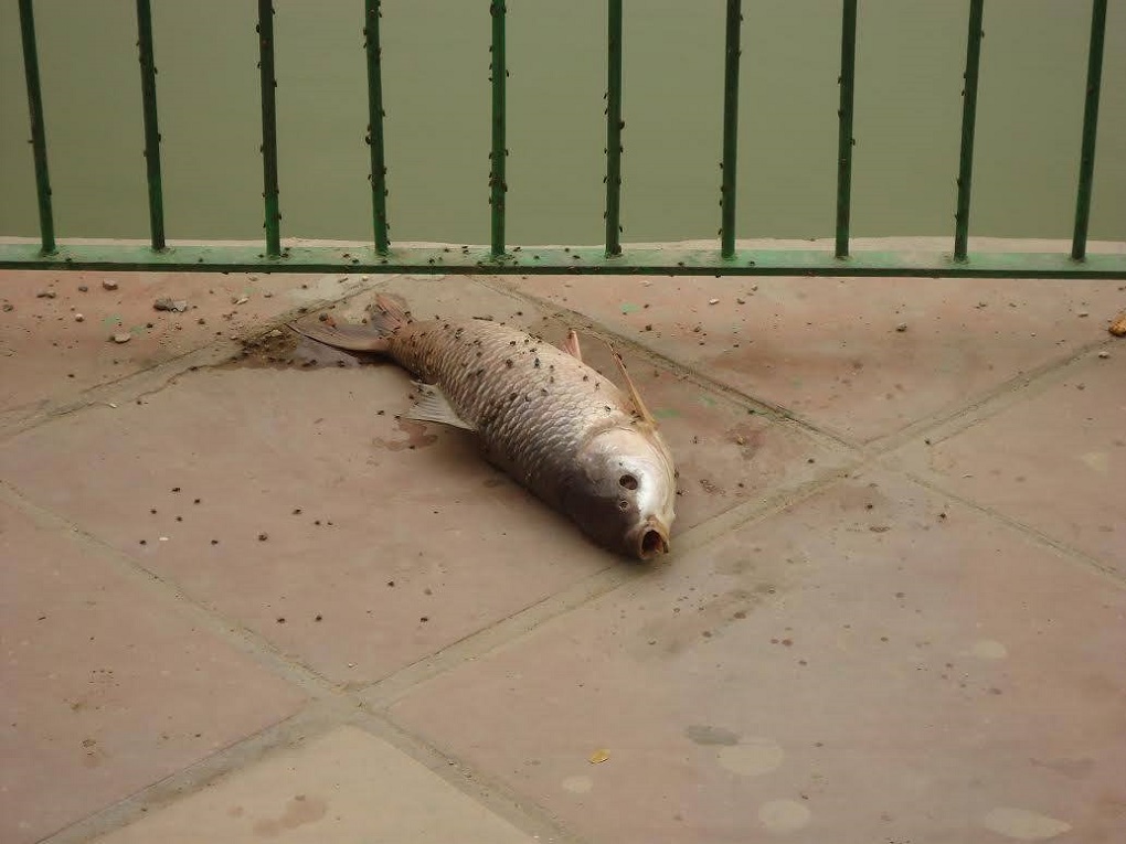 In July 2013 the lake’s surroundings became a graveyard for fish. Credit: Richa Chaudhary