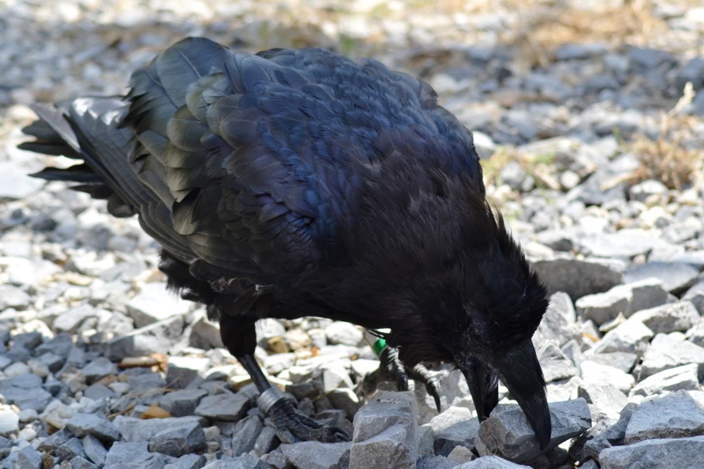 Ravens hid their food only well when dominant conspecifics were visible and audible at the same time. Credit: Jana Müller, Universität Wien
