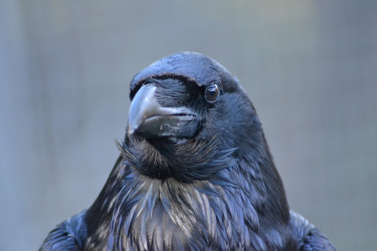 The study claims ravens can connect the acoustic information with their own experience mentally. Credit: Jana Müller, Universität Wien