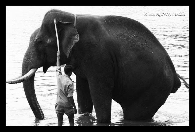 An elephant being bathed. Credit: Suvasini Ramaswamy