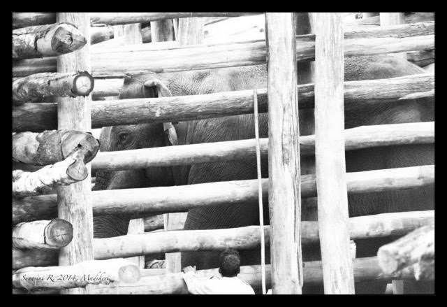 An elephant is trapped. Credit: Suvasini Ramaswamy