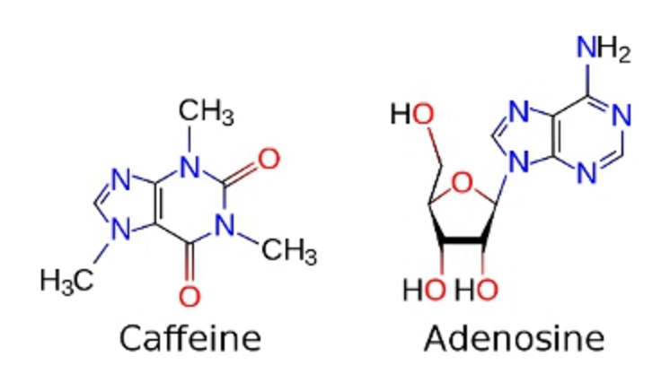 Comparing the structure of caffeine with that of adenosine as it masquerades as the other. Credit: Wikimedia Commons
