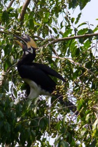 A photo of the oriental pied hornbill feeding on putijia fruit in a forest at the foothills of the Himalayas, within the Rajaji National Park, Uttarakhand. Credit: Mohan Chandra Joshi