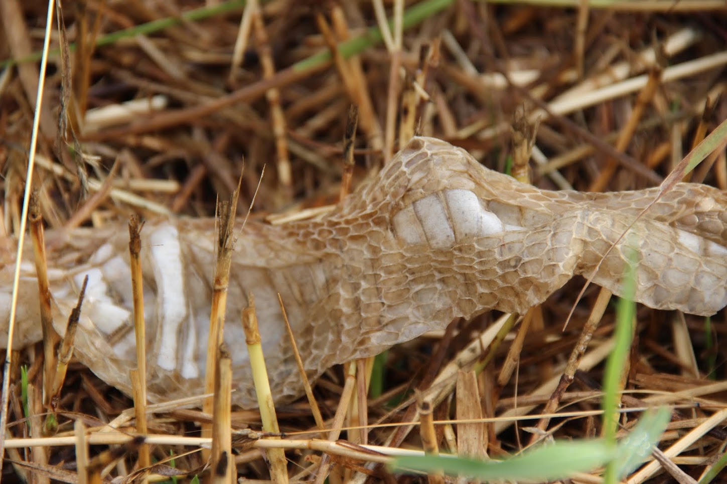Snakes shed their old skin regularly. We found an old one in the undergrowth. Credit: Roy Benadict Naveen