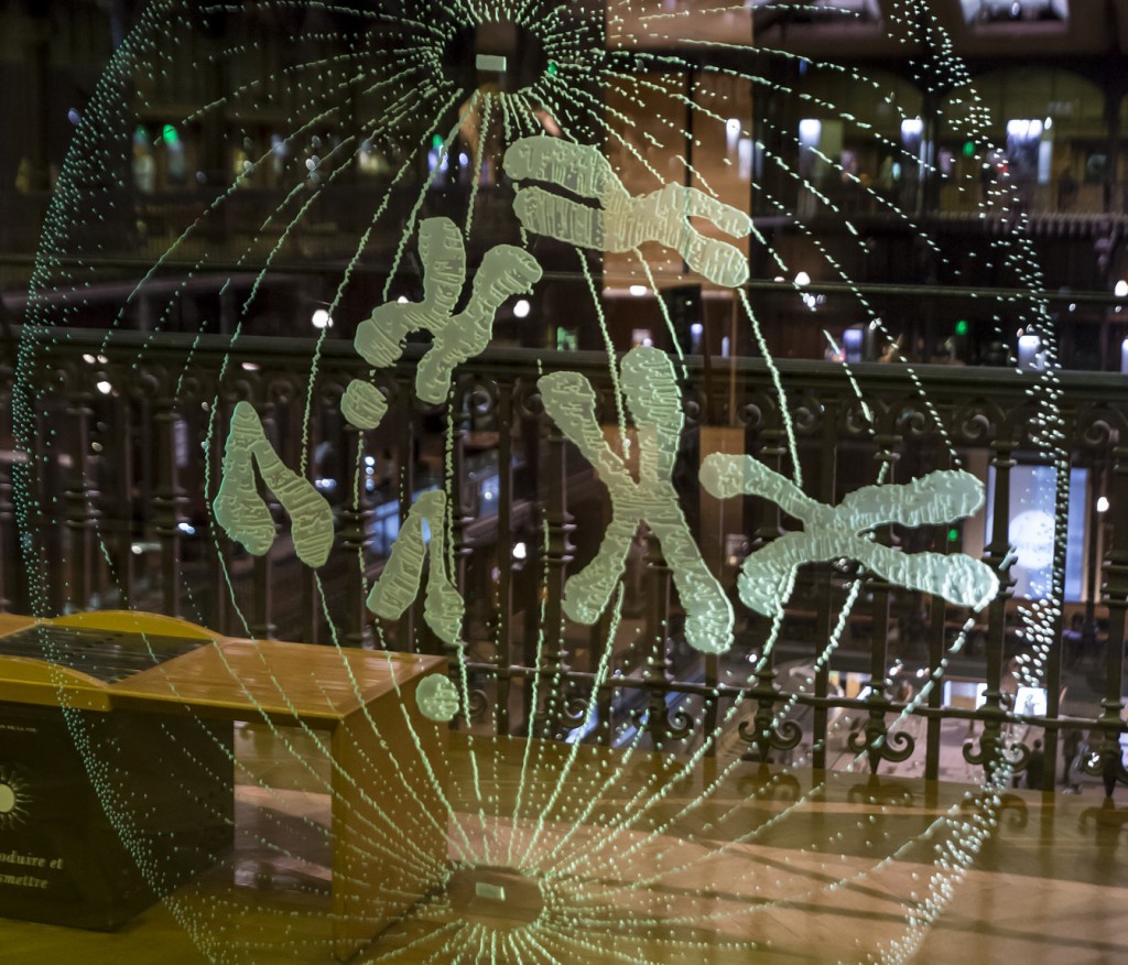 An installation depicting chromosomes at the Grande Galerie de l'Evolution, Paris, December 2015. Credit: Herman Pijpers/Flickr, CC BY 2.0