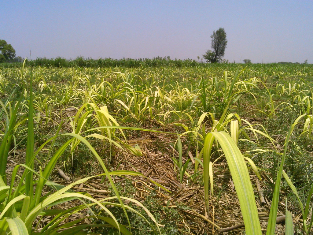 A field of sugarcane plants. Credit: scotnelson/Flickr, CC BY 2.0