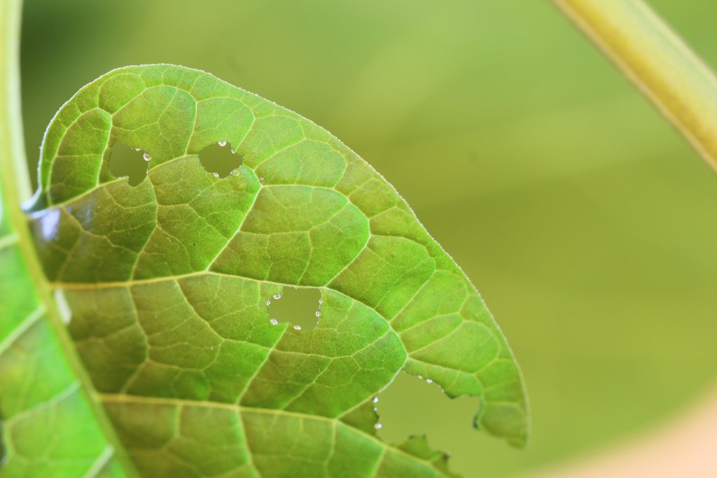 Nectar secretion from the edges of a wound inflicted by herbivore feeding, on a leaf of the bittersweet nightshade. Credit: Tobias Lortzing