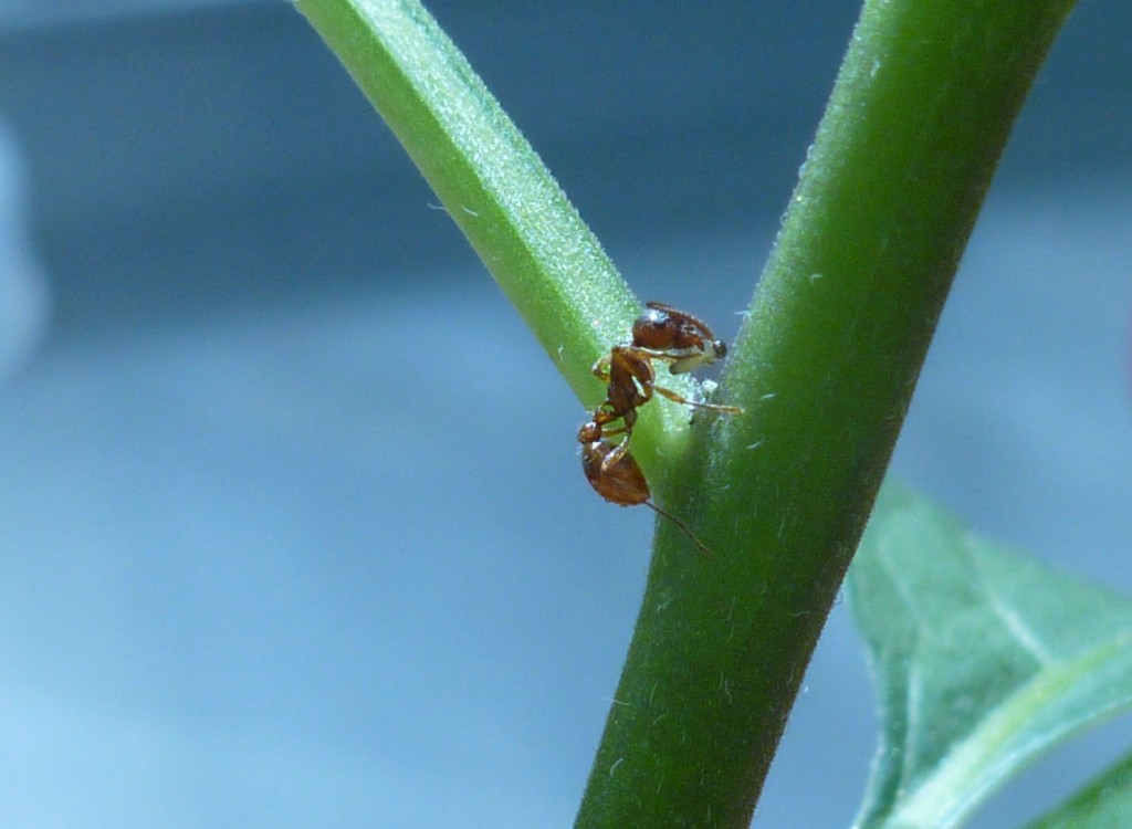 A common red ant attacks a flea beetle larva and carries it into the nest. These larvae feed on the plant by mining young shoots of the bittersweet nightshade. The adult beetles feed on the leaves thus causing nectar secretion. Credit: Tobias Lortzing