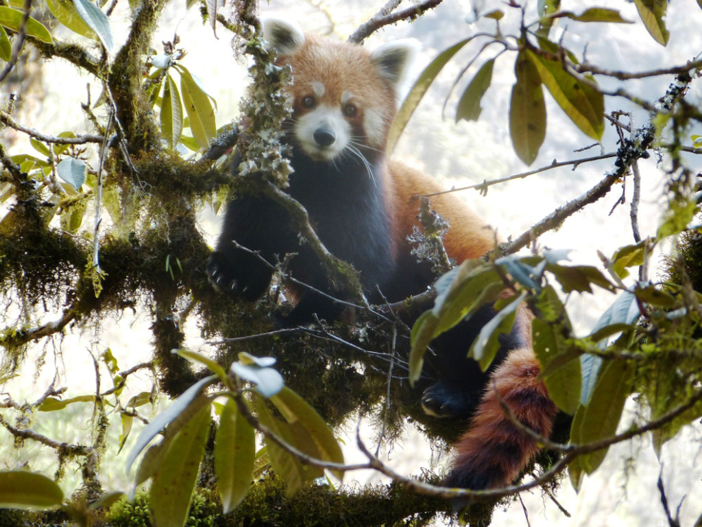 A red panda in a typical western Arunachal Pradesh landscape Credit: Lham Tsering, WWF India/thethirdpole.net