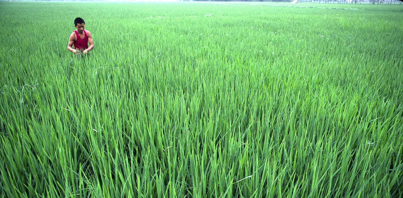 Rice fields in Chengdu, Sichuan. Credit: United Nations Photo/Flickr, CC BY-NC-ND