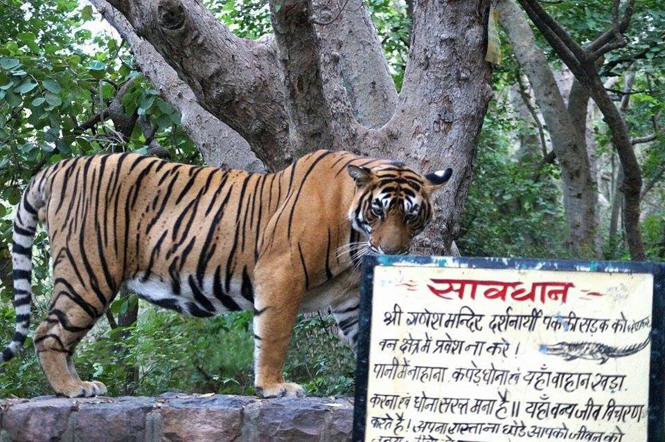 A notice board points to the presence of panthers in Ranthambore Reserve Forest. Source: Rukmini Sekhar
