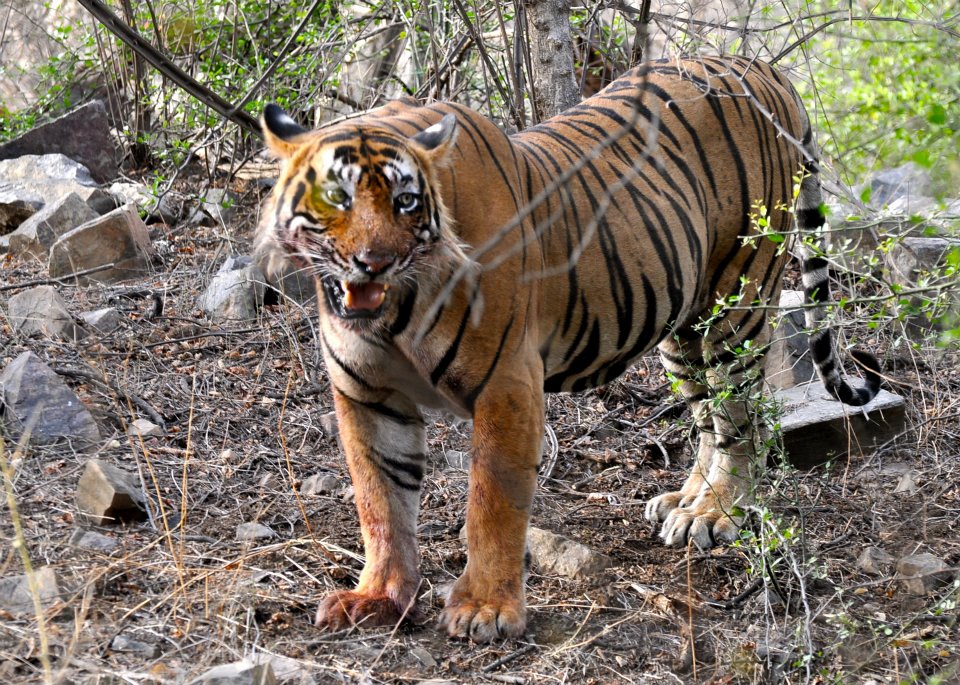Ustad in Ranthambore Tiger Reserve. Credit: Himangini Rathore Hooja/Wikimedia Commons, CC0