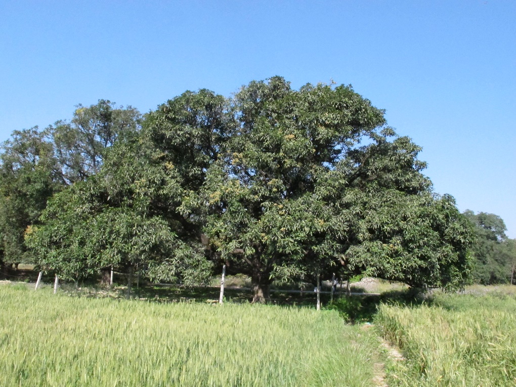 A mango tree in Dashehri village of Kakori block in Lucknow district of Uttar Pradesh. Credit: Sopan Joshi