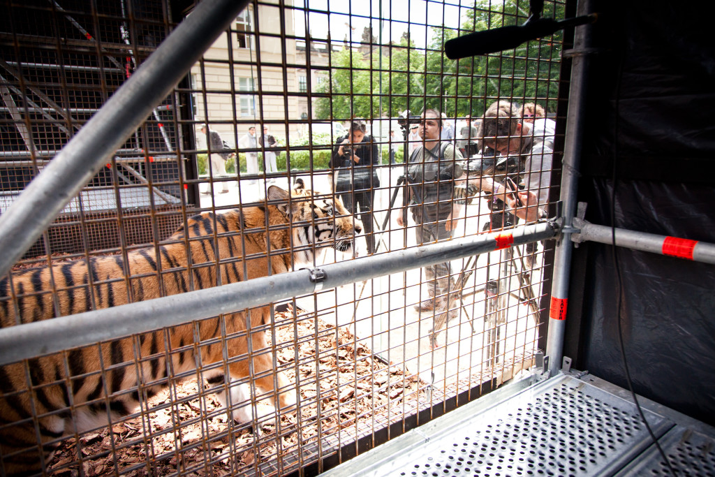 The tigers have been brought from Libya, and have been in the cage from two weeks.