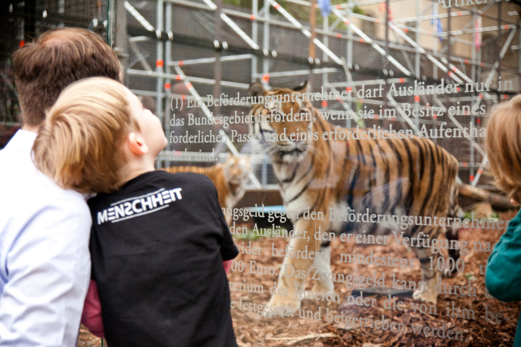 The tigers will take a bite out of a refugee.