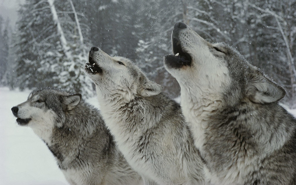 The grey wolf trio, Idaho, USA. Credit: Jim and Jamie Dutcher/National Geographic Creative.