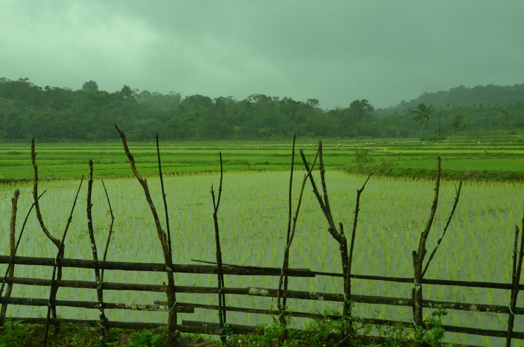 Kalkuli Vittal Hegde´s farm in Sringeri, Karnataka. Credit: Sakshi.