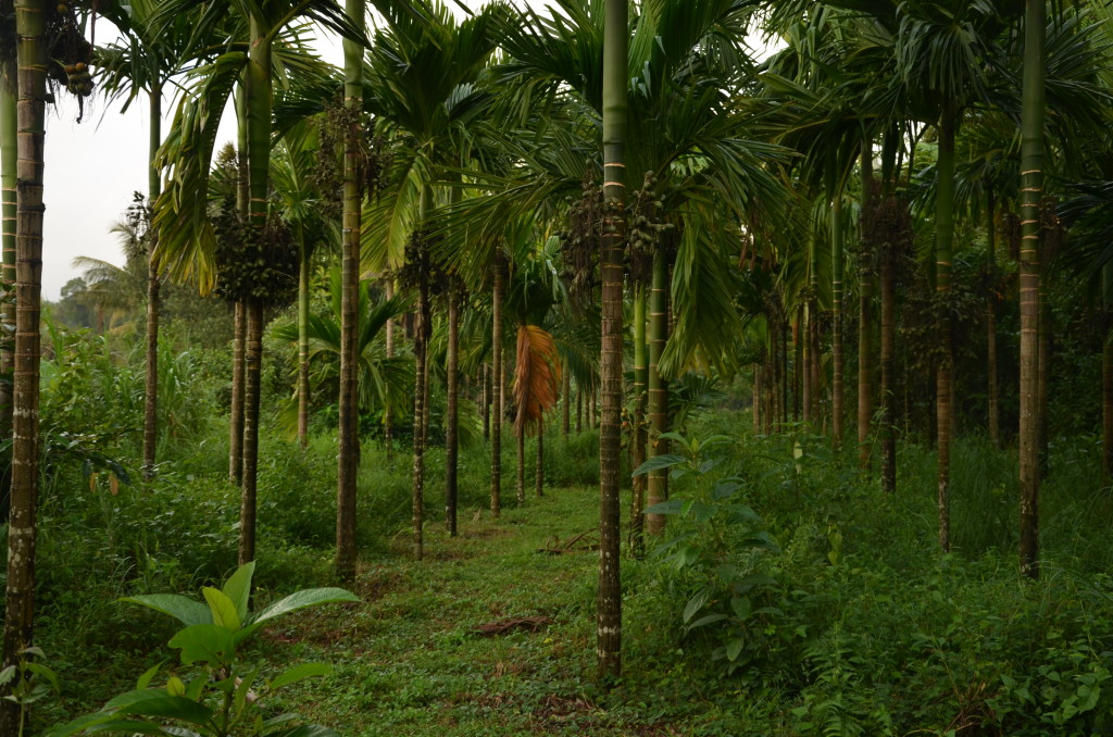 Sringeri, Karnataka. Credit: Sakshi.