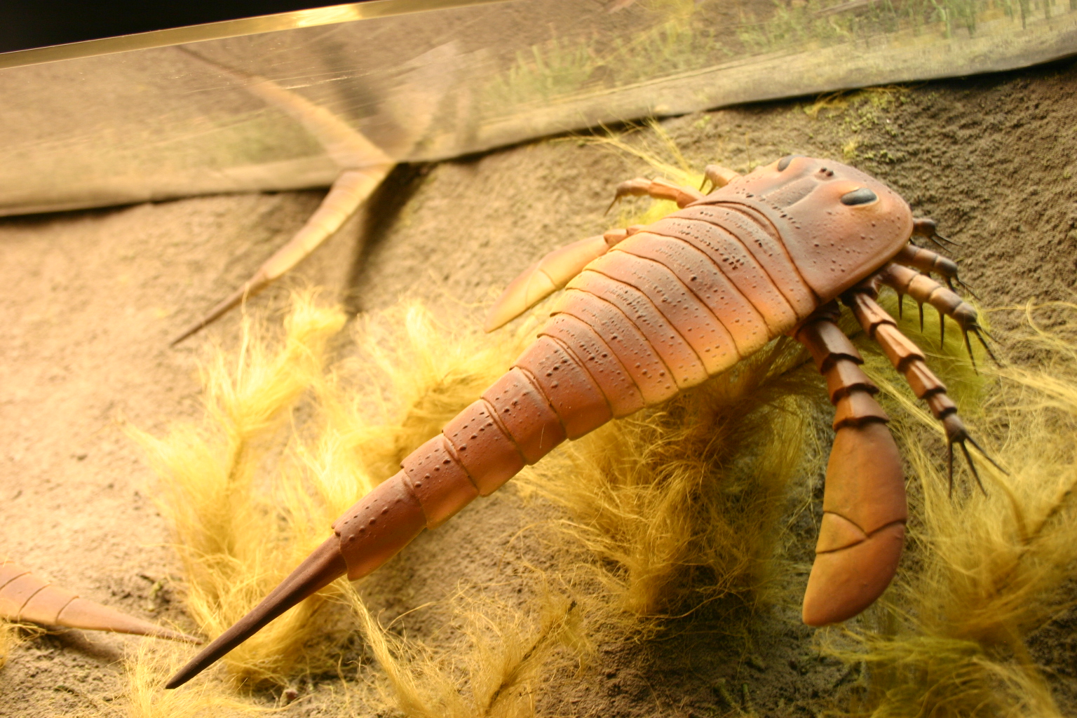 A model of a sea scorpion at the Smithsonian Museum of Natural History. Credit: ideonexus/Flickr, CC BY-SA 2.0