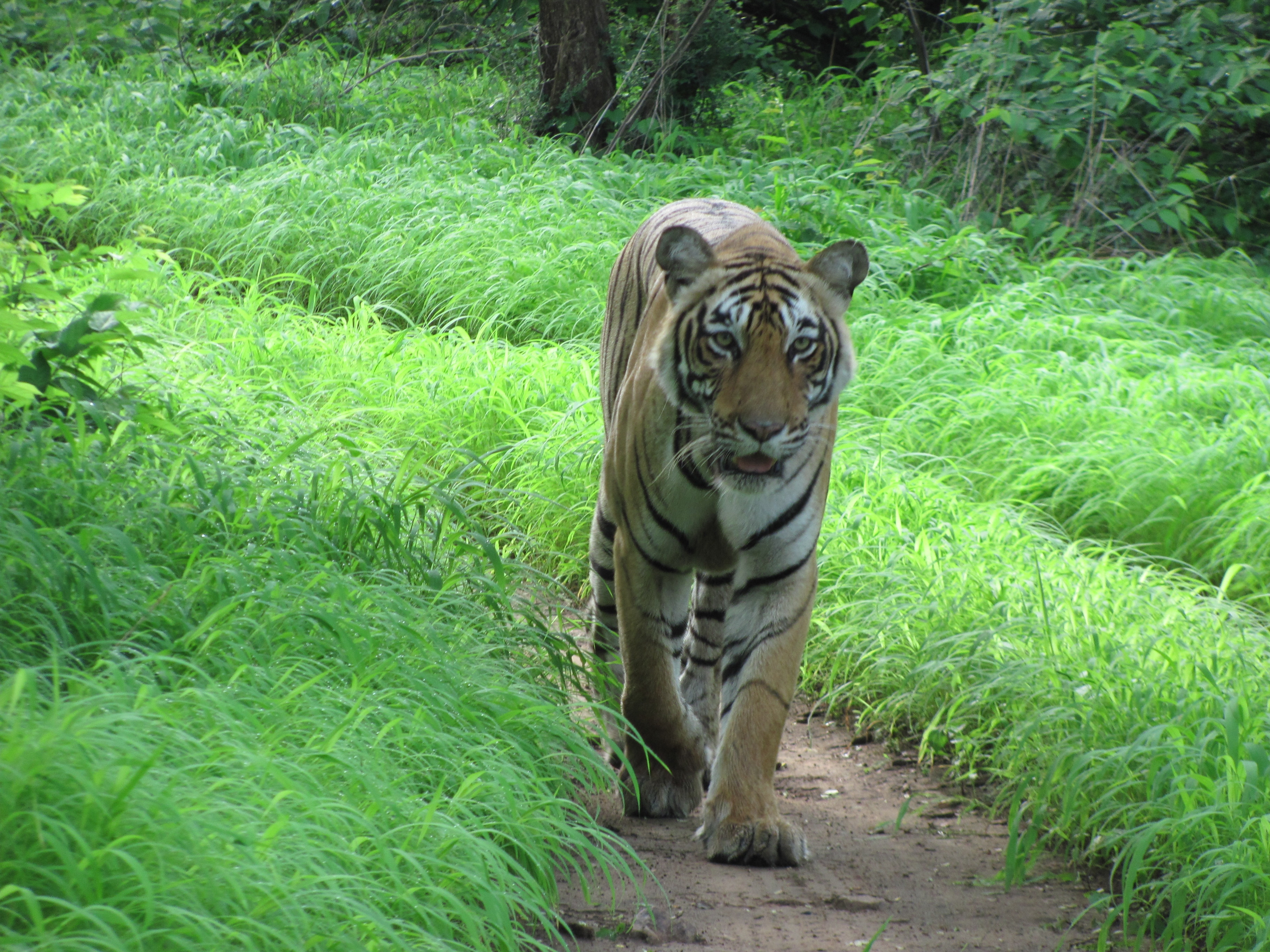 T-17, a.k.a. Sundari, a female tiger from Ranthambore, Rajasthan. Credit: Neha Sinha
