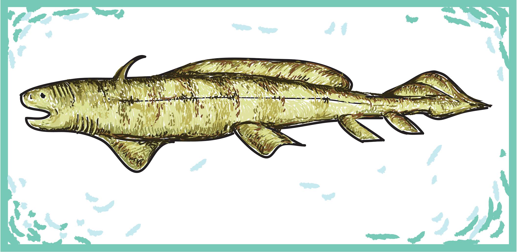 Orthocanthus. Credit: Ita Mehrotra