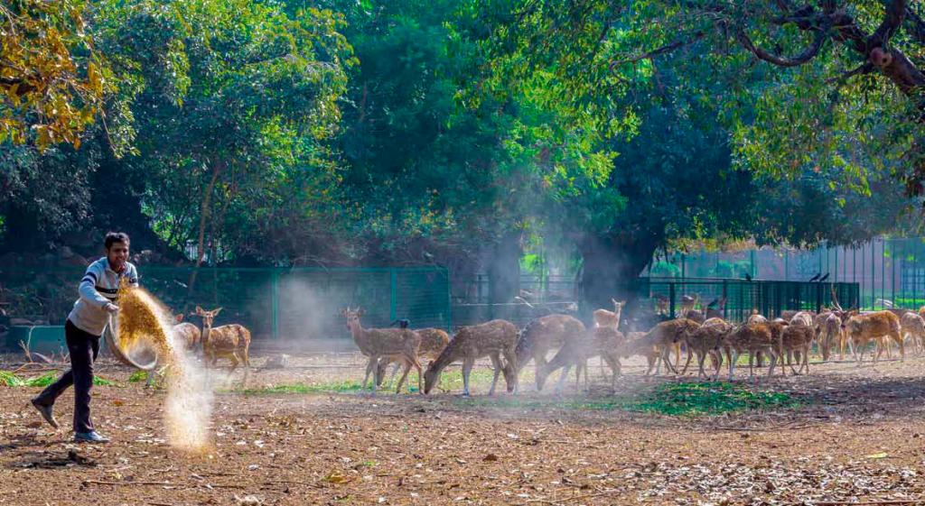 Spotted Deer being fed in their pen below the northern ramparts of the Mughal Garden. Credit: Narendra Bisht
