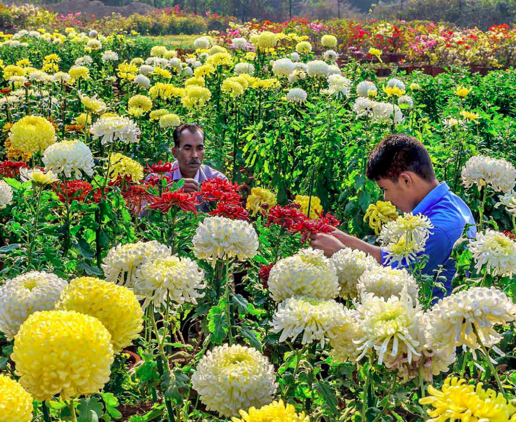 Malis tend to the chrysanthemums. Credit: Narendra Bisht