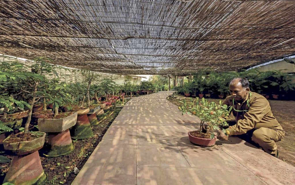 Used for growing bonsai plants and palms, the greenhouse is unchanged even after 85 years. Credit: Narendra Bisht