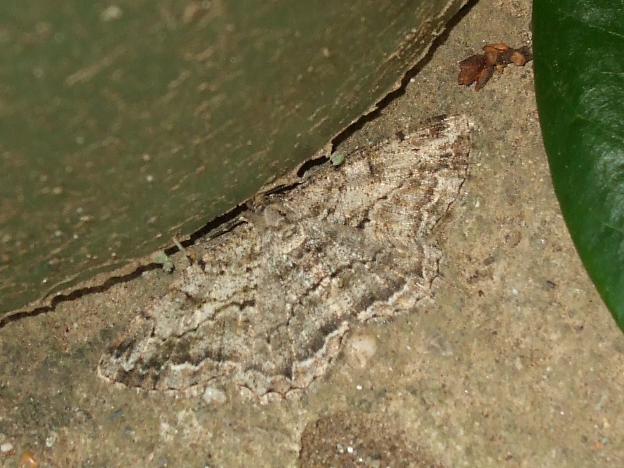 Spot the insect. Credit: keithsellick/Flickr, CC BY 2.0