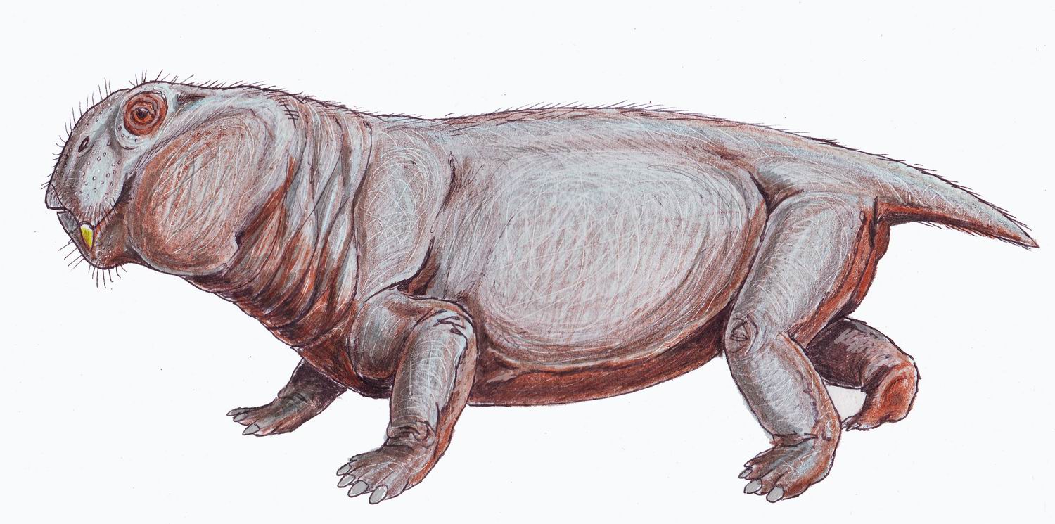 Lystrosaurus murrayi. Credit: Dmitry Bogdanov/Wikimedia Commons, CC BY-SA 3.0