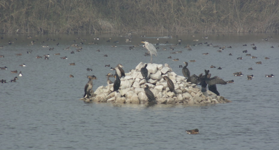 Migratory birds at a restored wetland in Yamuna Biodiversity Park, Delhi. Credit: Neha Sinha
