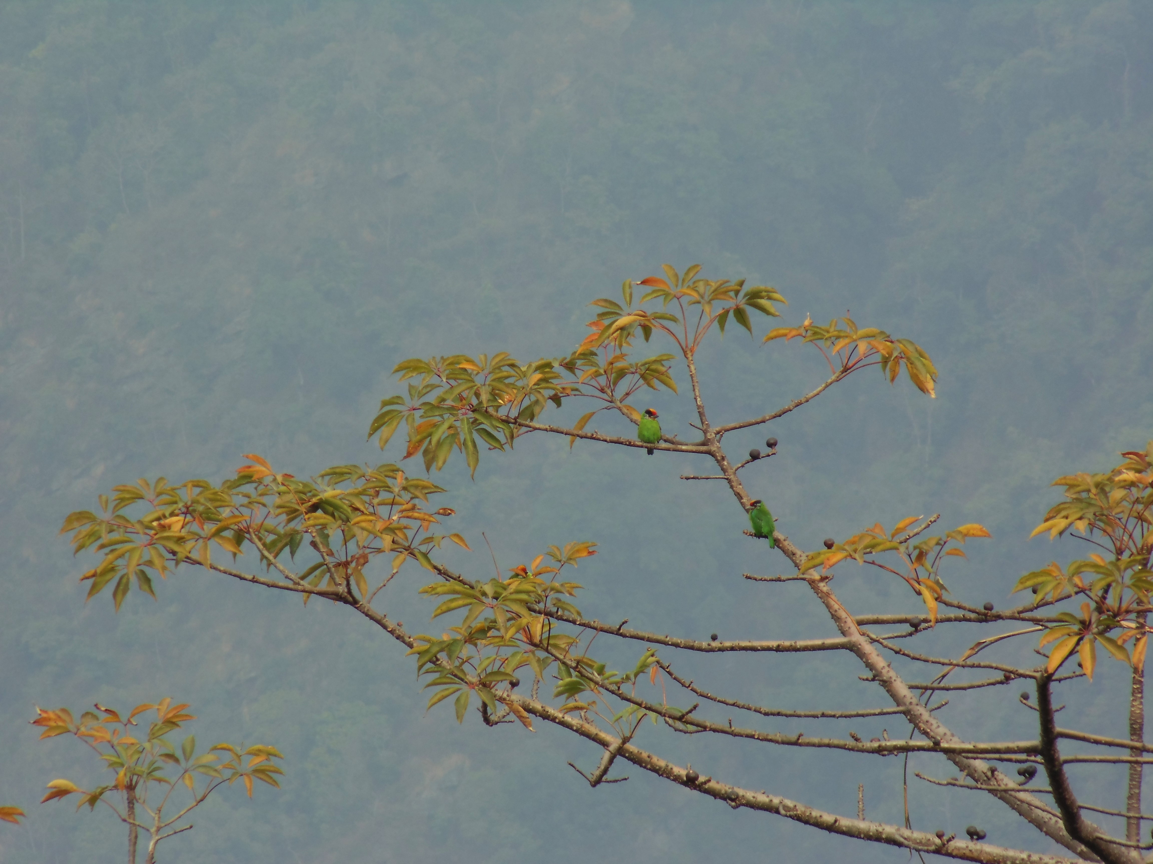Golden-throated barbets in Sikkim. Credit: Neha Sinha