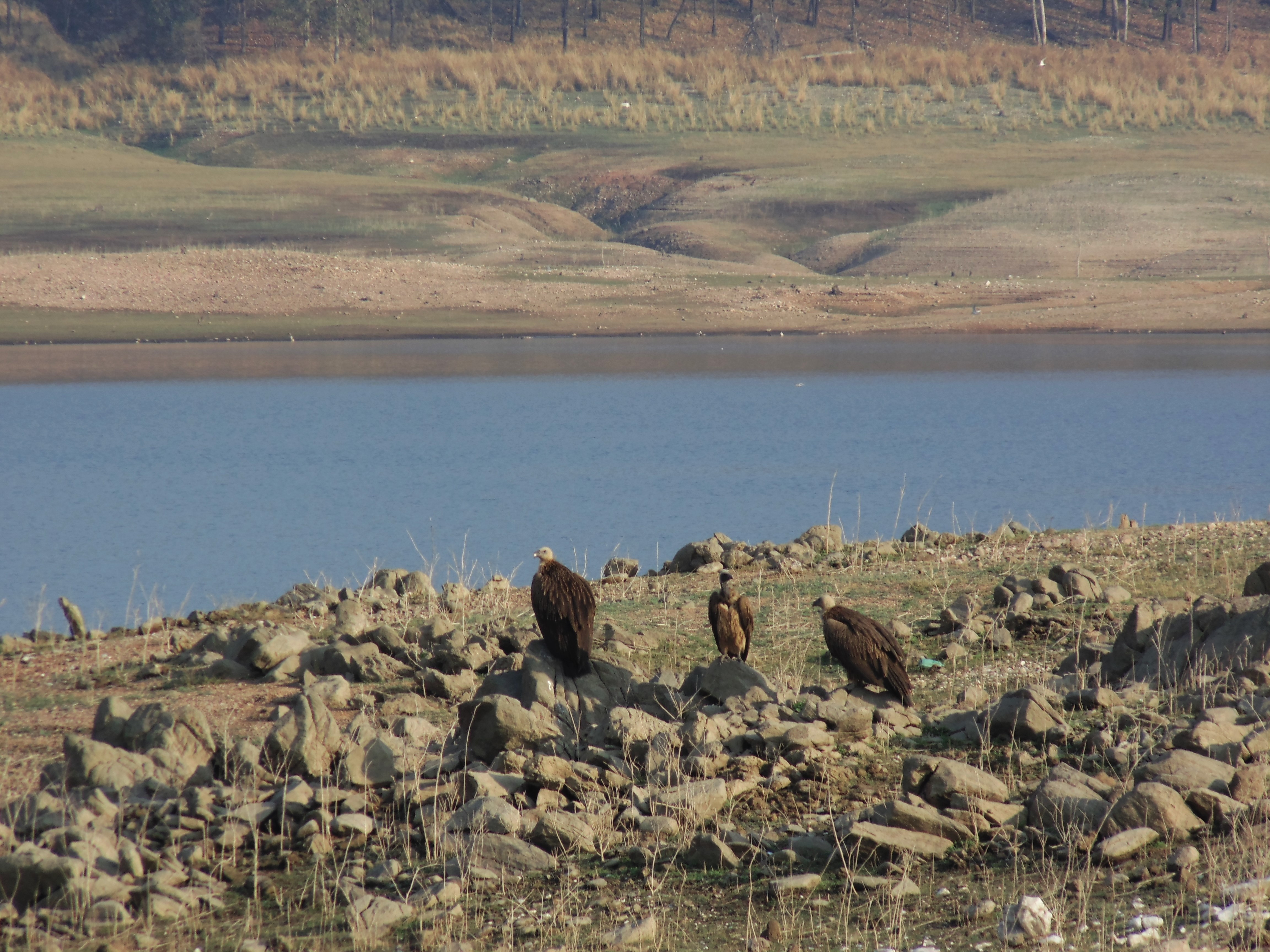 Endangered Gyps vultures in Pench, Maharashtra. The population of these vultures has crashed by over 90% because of the use of a banned veterinary drug. Credit: Neha Sinha