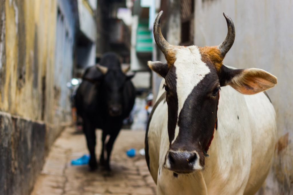 Credit: elwillybobby/Flickr CC BY-NC-ND 2.0