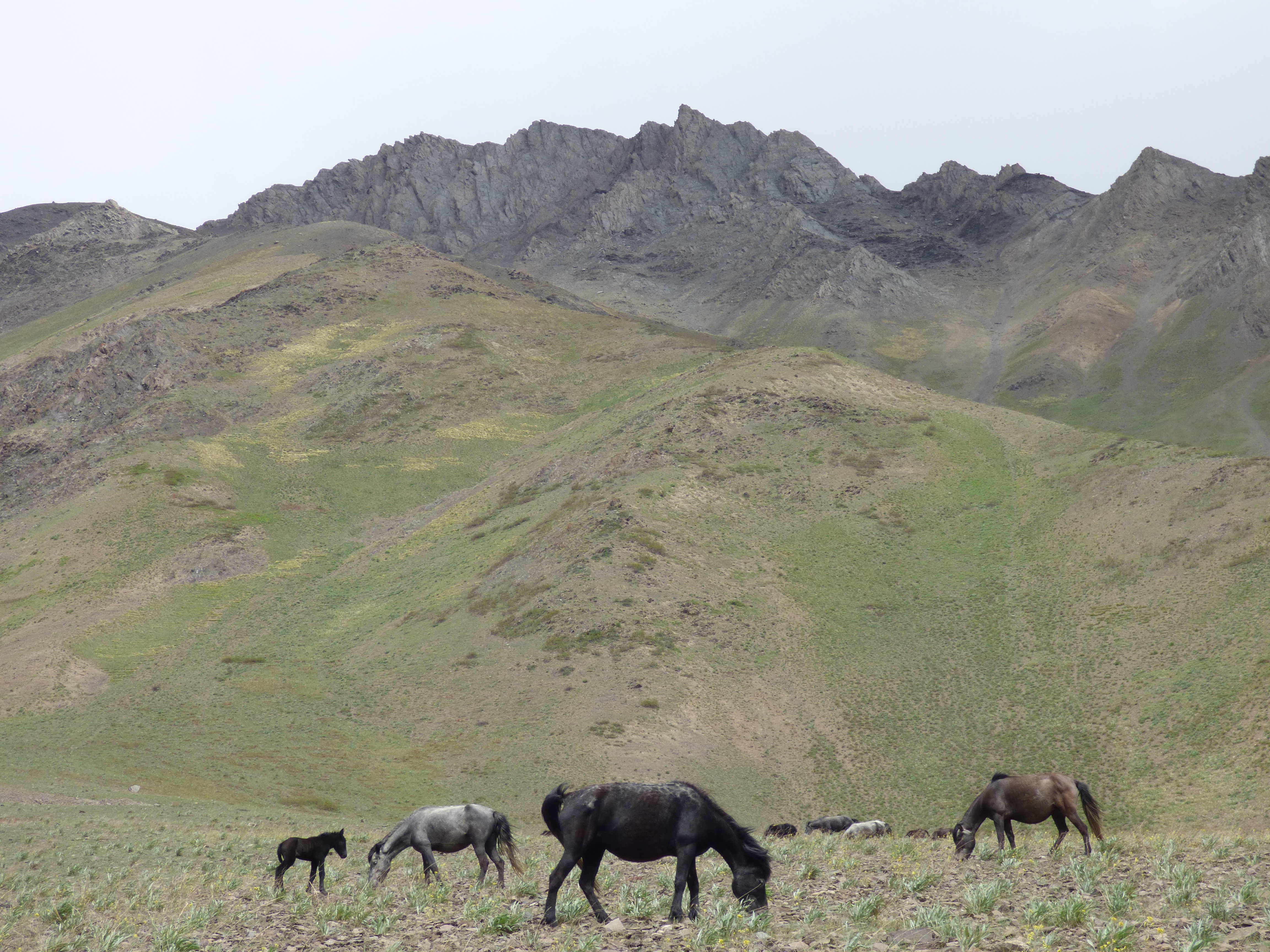 The villagers' Chumurti horses grazing. Credit: Janaki Lenin