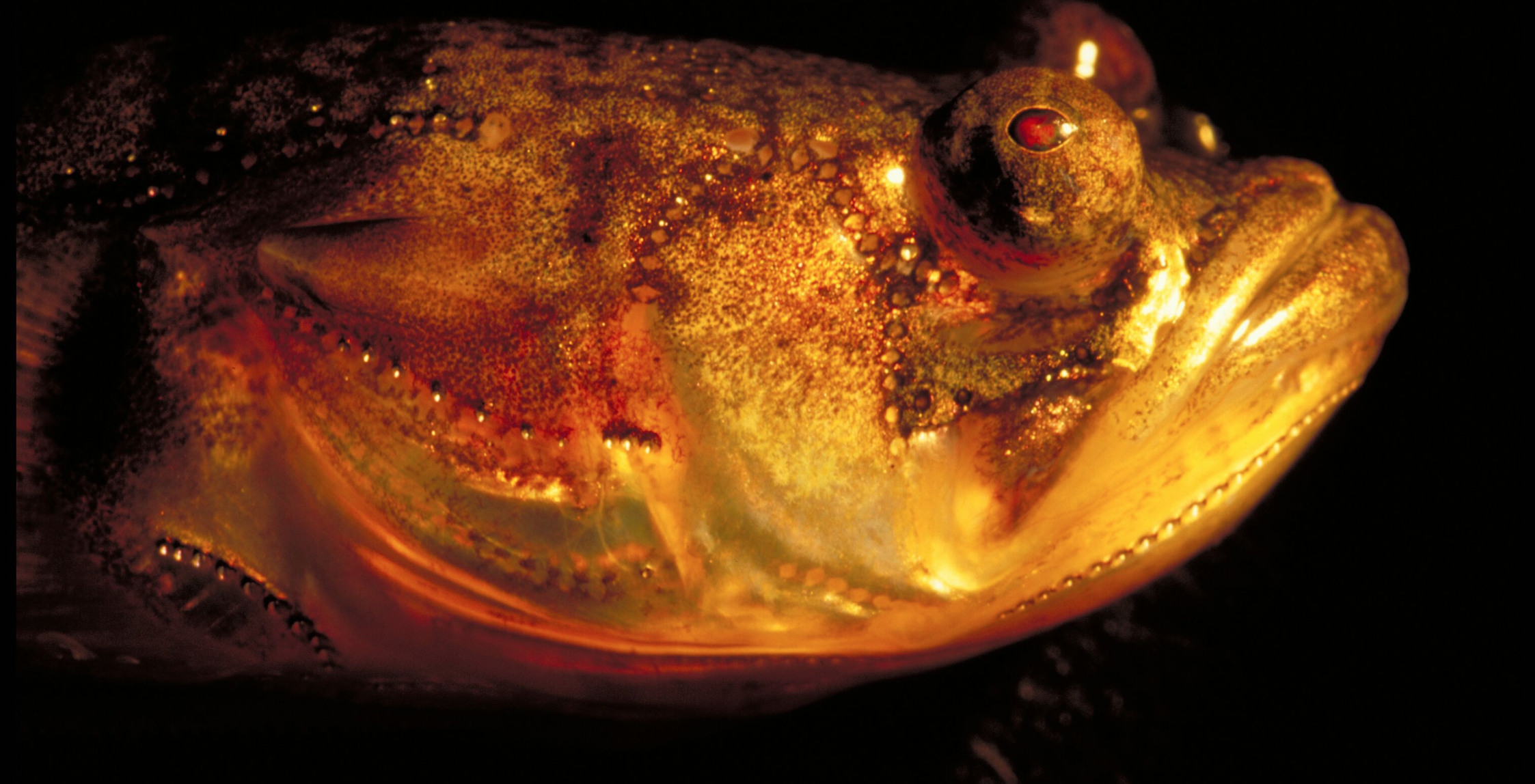 A midshipman. Credit: Margaret Marchaterre