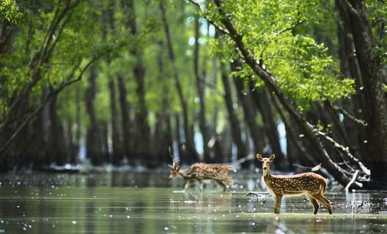 Sunderbans: the labyrinthine mangrove forests support a complicated and biodiverse ecosystem and has been a world heritage site since 1997. Credit: Wikimedia Commons