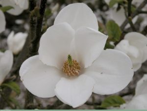Magnolia Kobus Janaki Ammal. Source: The Ladies Finger