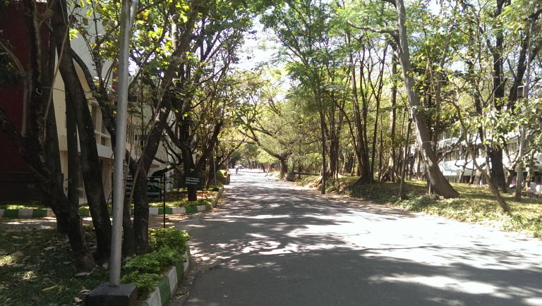 In search of the tree with twisted branches. Credit: The Life of Science
