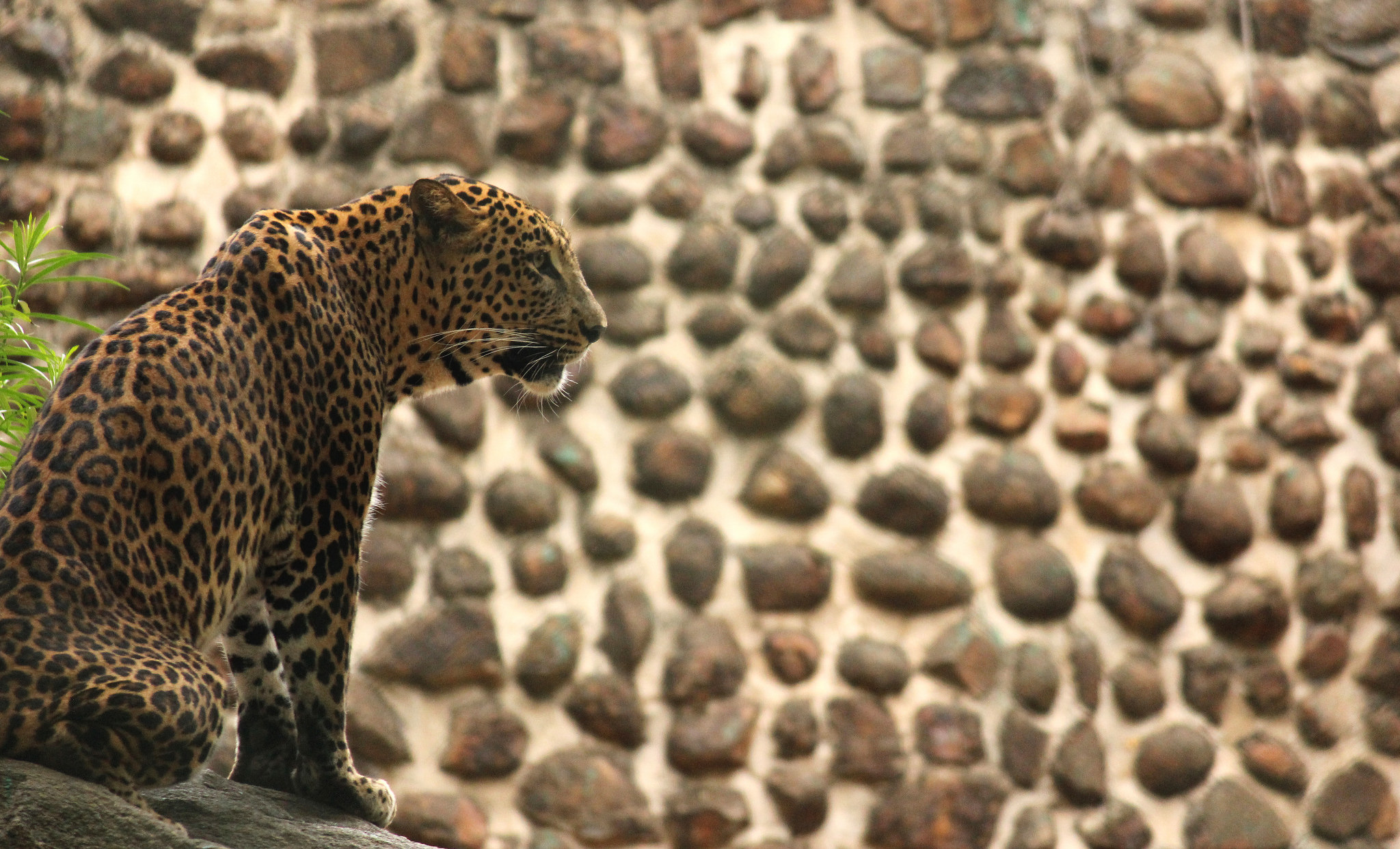 A leopard photographed at a zoo in Karnataka. Credit: sridharan01/Flickr, CC BY 2.0