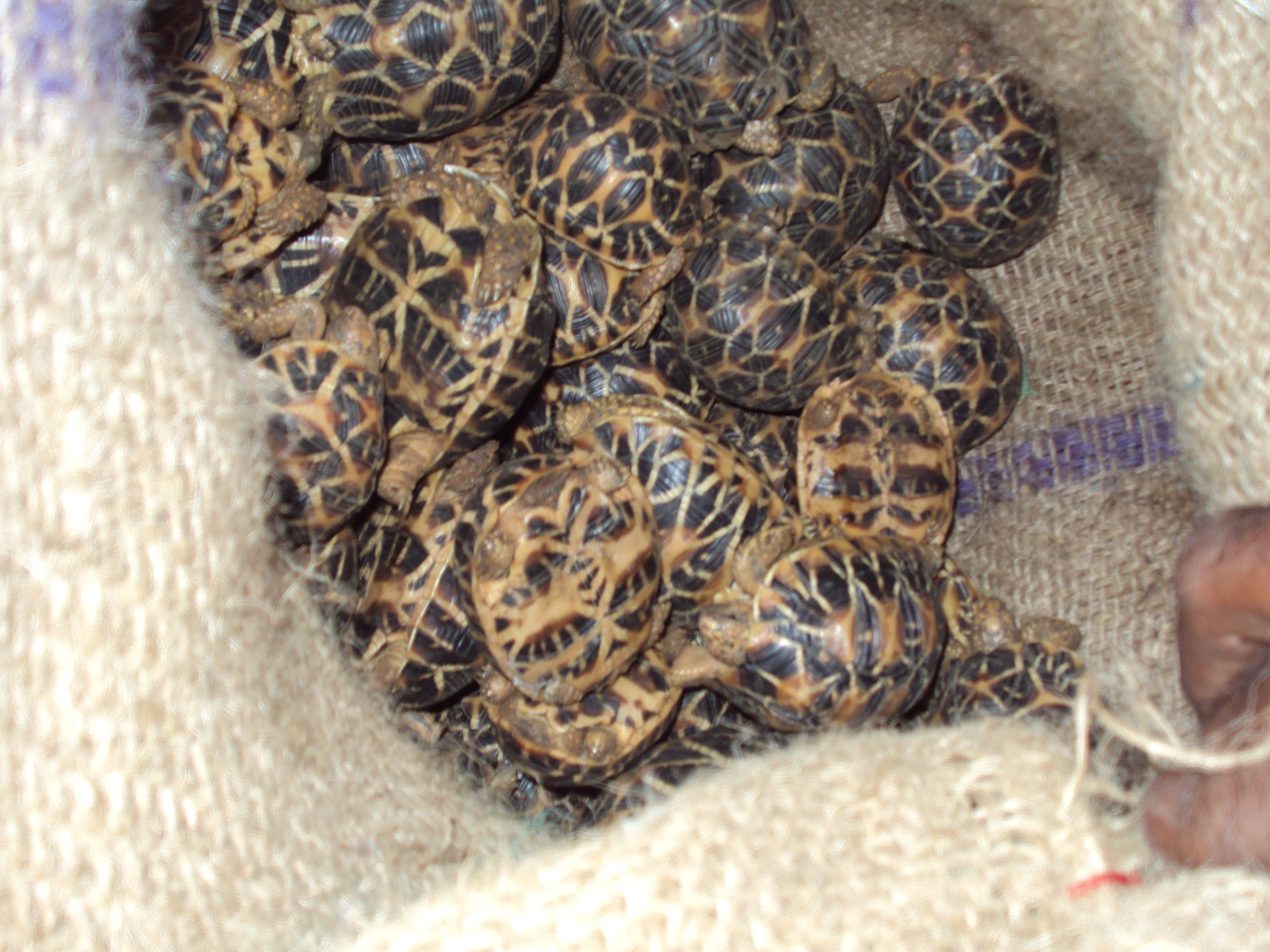 Confiscated star tortoises in south India. Credit: Sumanth Madhav