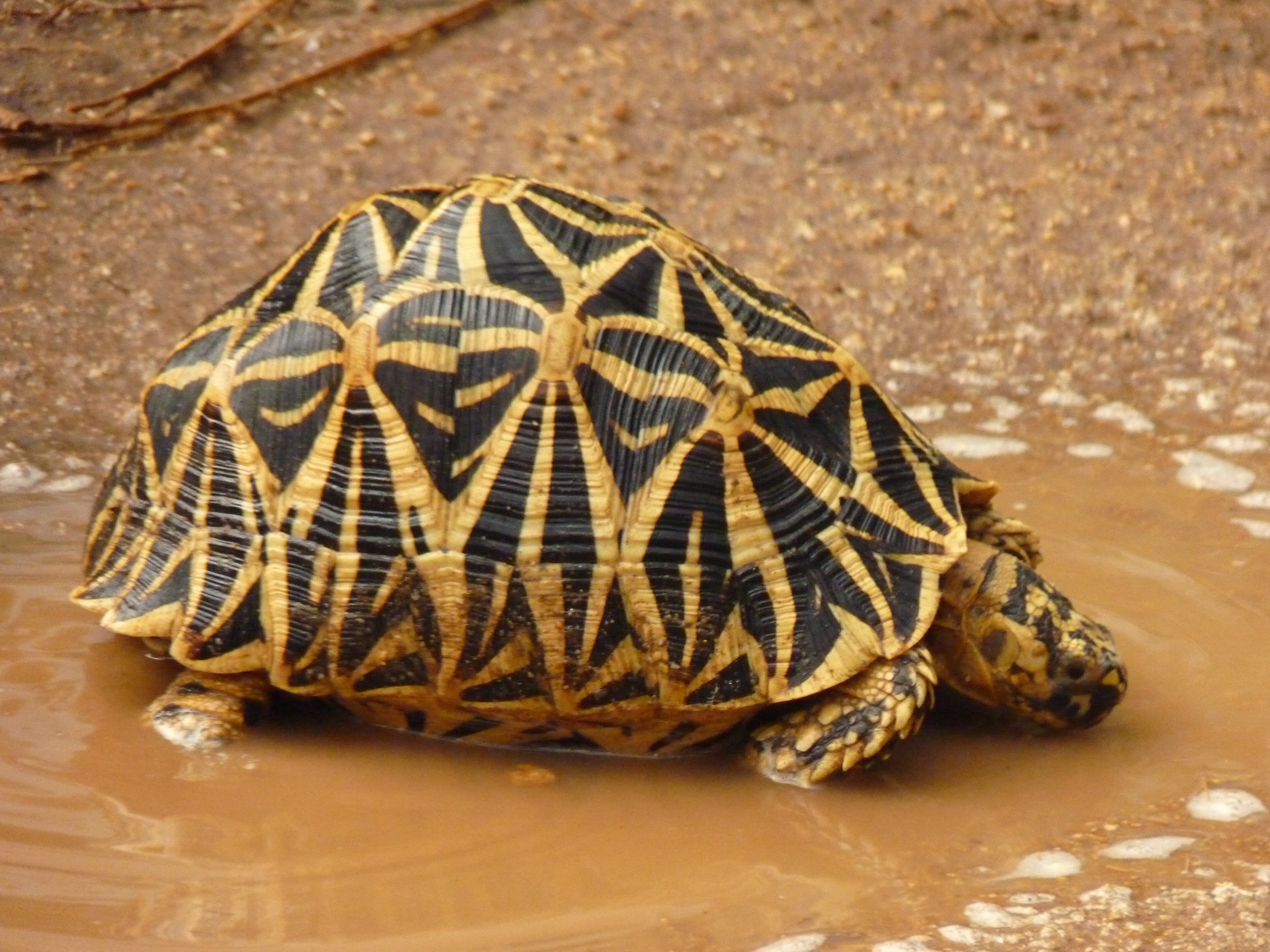 A star tortoise in Sri Lanka. Credit: Janaki Lenin