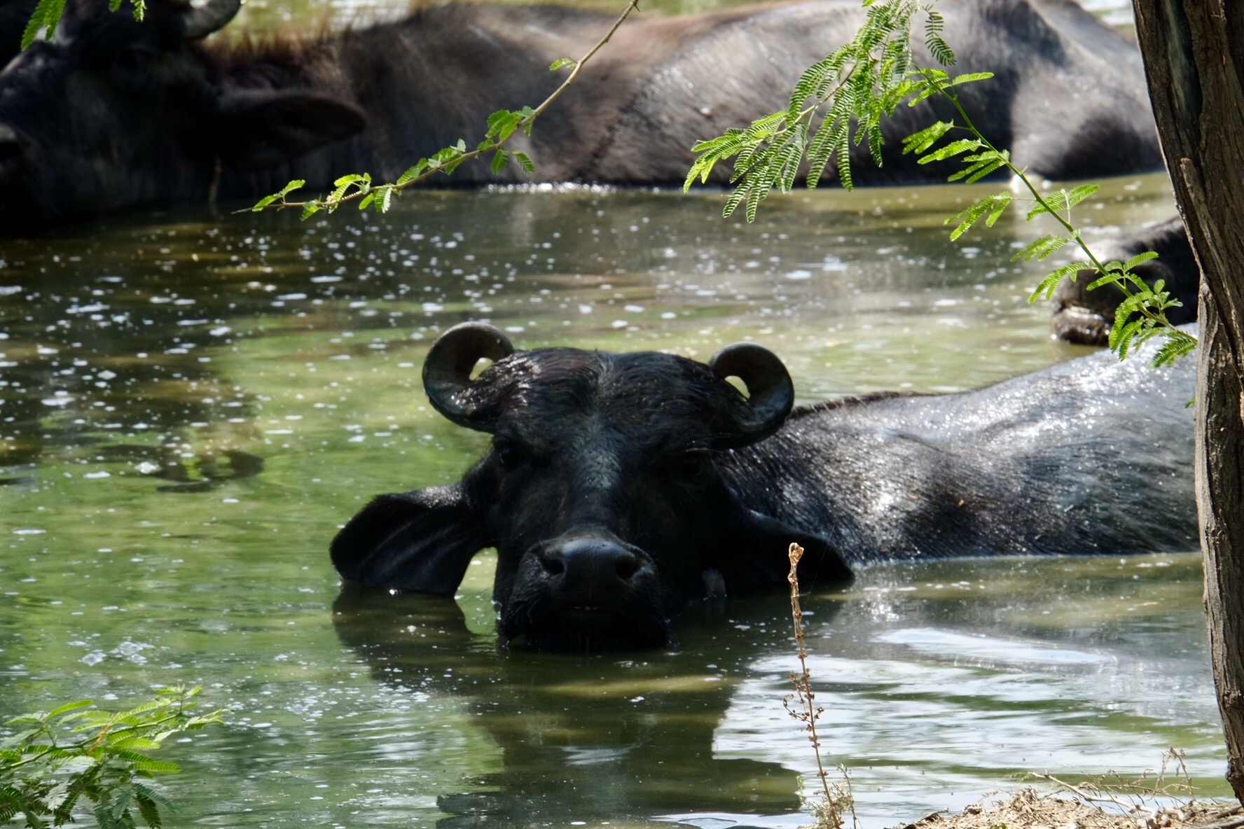 At the Banni pashu mela. Credit: Gaurav Madan